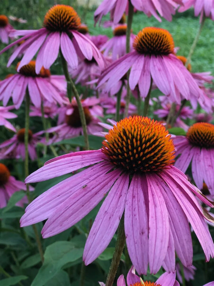 Cone Flower Seeds Purple for Planting – Heirloom Non-GMO High Germination Seeds
