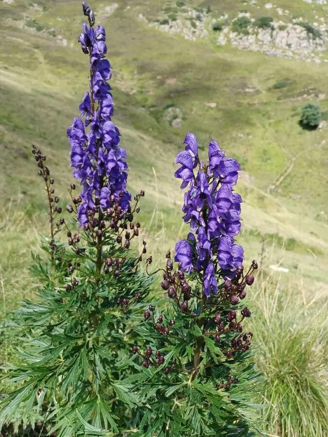Aconitum Spicatum Flower Seeds for Planting – Heirloom Non-GMO High Germination Organic Garden Seeds