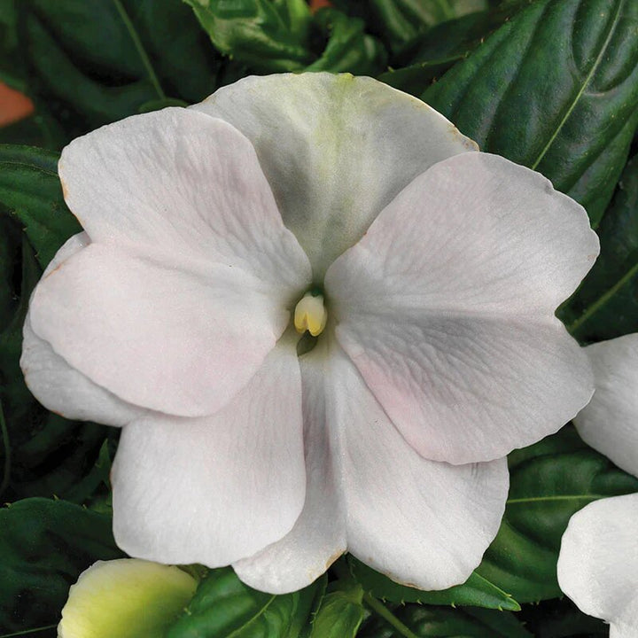 Impatiens Flower Seeds White Perennial – Heirloom, Non-GMO, High Germination Seeds