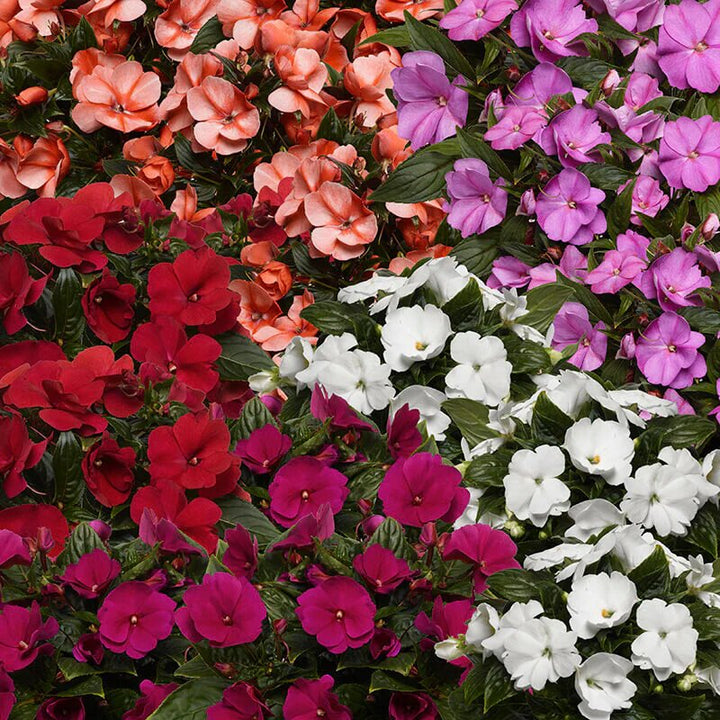 Guinea Impatiens Flower Seeds – Heirloom, Non-GMO, High Germination Seeds