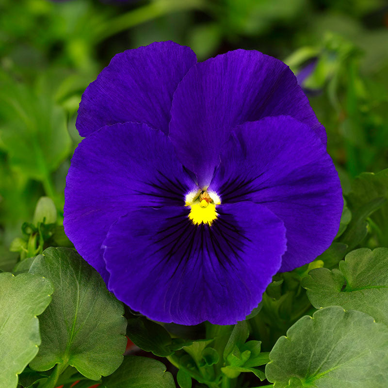 blue blue flower seeds
