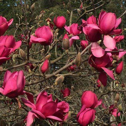 Red Magnolia Flower Seeds – Heirloom, Non-GMO, High Germination Seeds