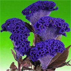 Violet Cockscomb Flower Seeds for Planting – Heirloom Non-GMO High Germination Seeds