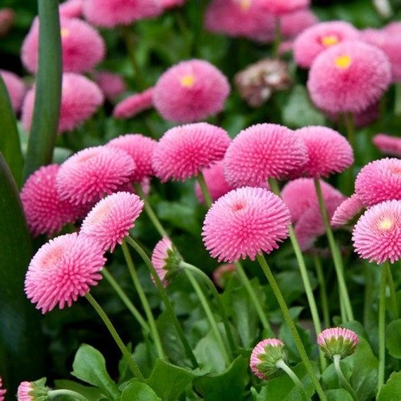 Daisy Flower Seeds Pink – Heirloom, Non-GMO, High Germination Organic Garden Seeds