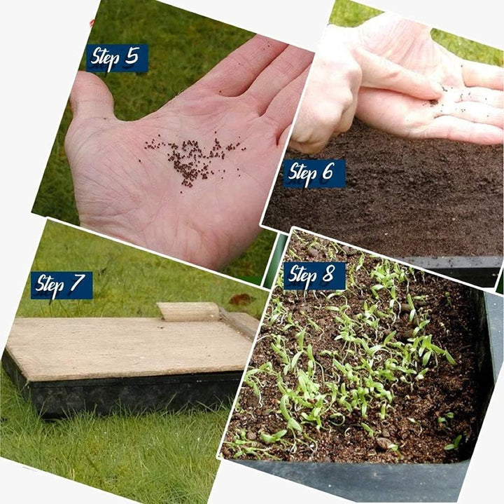 Perennial Chrysanthemum Flower Seeds Mixed – Heirloom Non-GMO High Germination Organic Garden Seeds for Planting