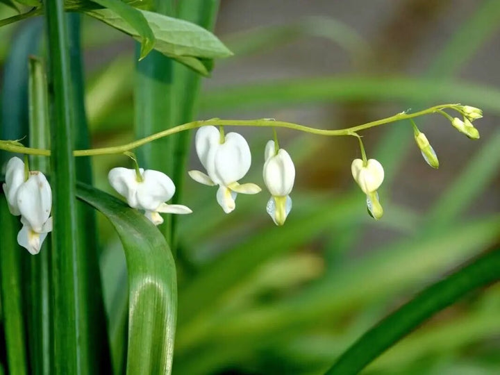 White Lamprocapnos Flower Seeds – Heirloom, Non-GMO, High Germination Seeds