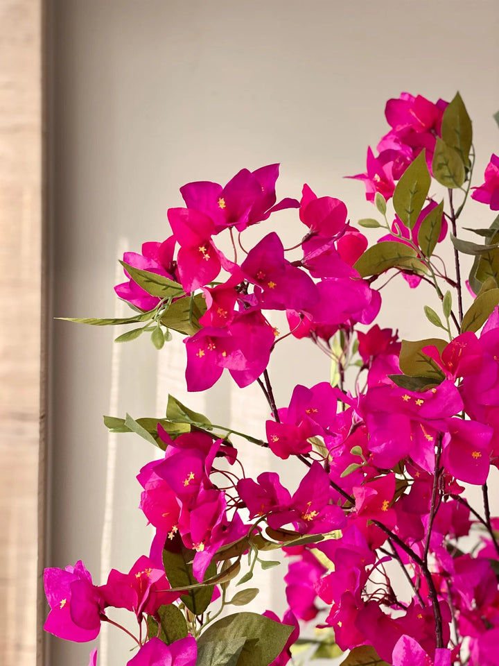 Pink Bougainvillea Flower Seeds – Heirloom, Non-GMO, High Germination Organic Garden Seeds