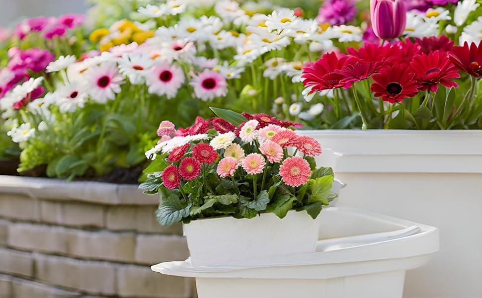 gerbera jamesonii flower seeds