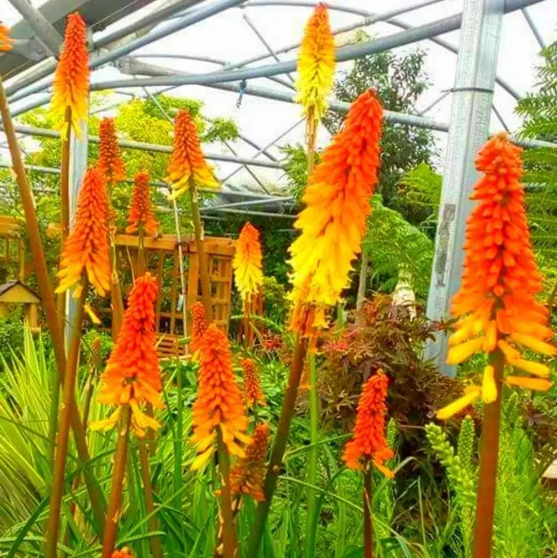 red hot flower seeds