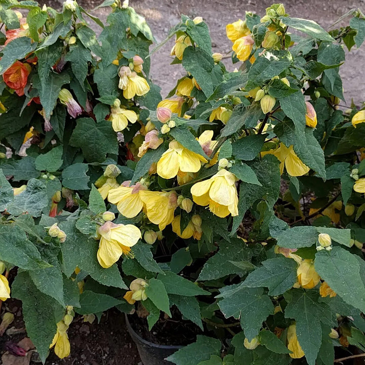 Yellow Abutilon Flower Seeds for Planting – Heirloom Non-GMO High Germination Organic Garden Seeds