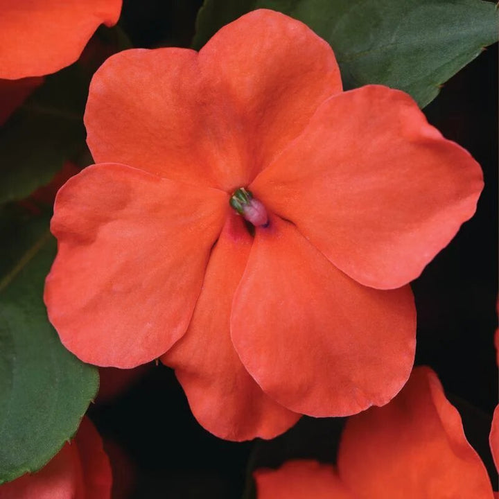 Impatiens Flower Seeds Orange – Heirloom, Non-GMO, High Germination Seeds