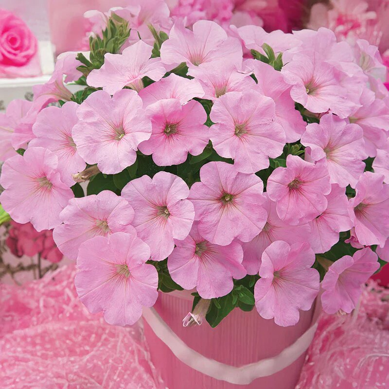 Light Pink Petunia Flower Seeds – Heirloom Non-GMO High Germination Organic Garden Seeds for Planting