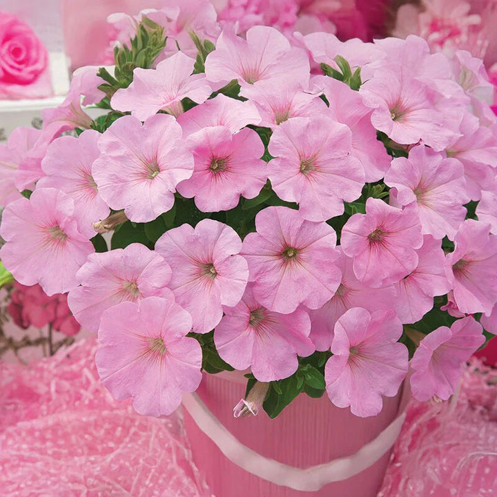 Light Pink Petunia Flower Seeds – Heirloom Non-GMO High Germination Organic Garden Seeds for Planting