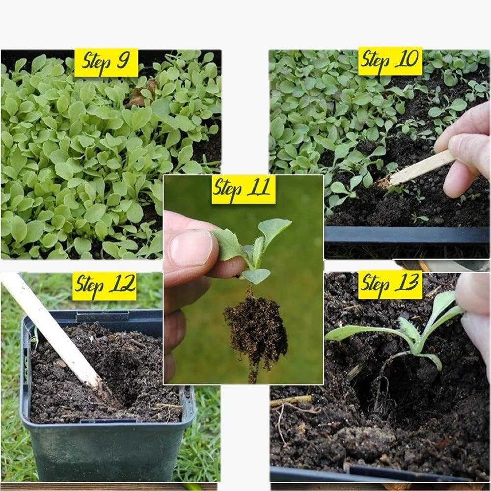 Perennial Chrysanthemum Flower Seeds Mixed – Heirloom Non-GMO High Germination Organic Garden Seeds for Planting