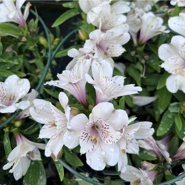 White Alstroemeria Flower Seeds for Planting – Heirloom Non-GMO High Germination Organic Garden Seeds