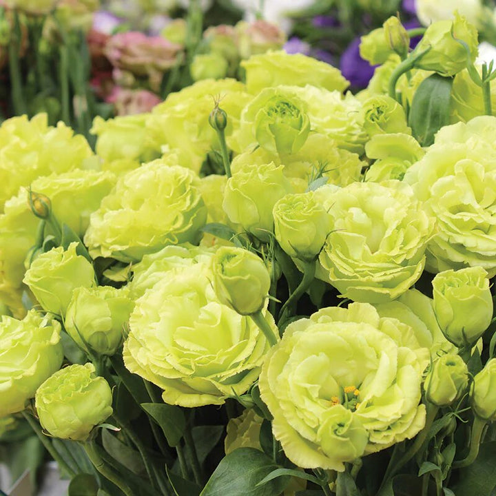 Lisianthus Flower Seeds Green – Heirloom, Non-GMO, High Germination Seeds