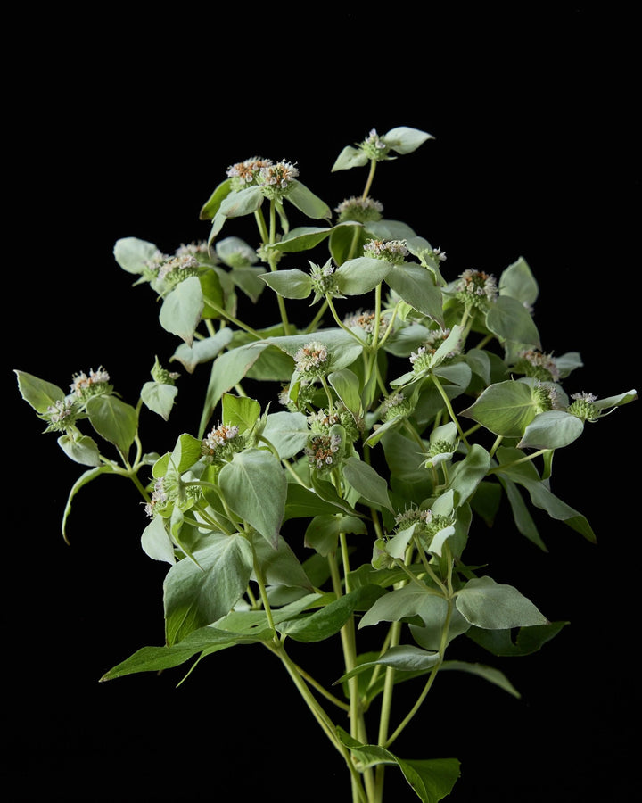 Army Green Mountain Mint Plant Seeds for Planting | Heirloom Non-GMO High Germination Organic Garden Seeds