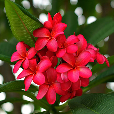 Giant Plumeria Flower Seeds Red Heirloom Non-GMO High Germination Organic Garden Seeds for Planting