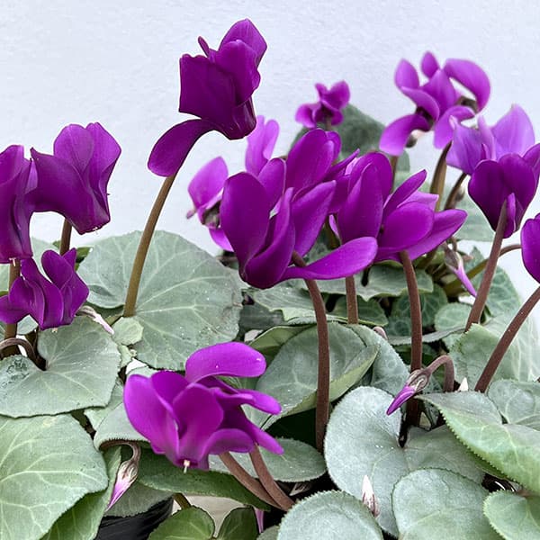 Purple Cyclamen Flower Seeds – Heirloom Non-GMO High Germination Seeds