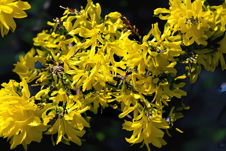 Yellow Forsythia Flower Seeds Heirloom Non-GMO High Germination Organic Garden Seeds for Planting