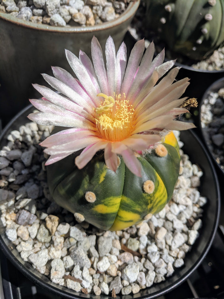 Astrophytum Flower Seeds White for Planting – Heirloom Non-GMO High Germination Organic Seeds