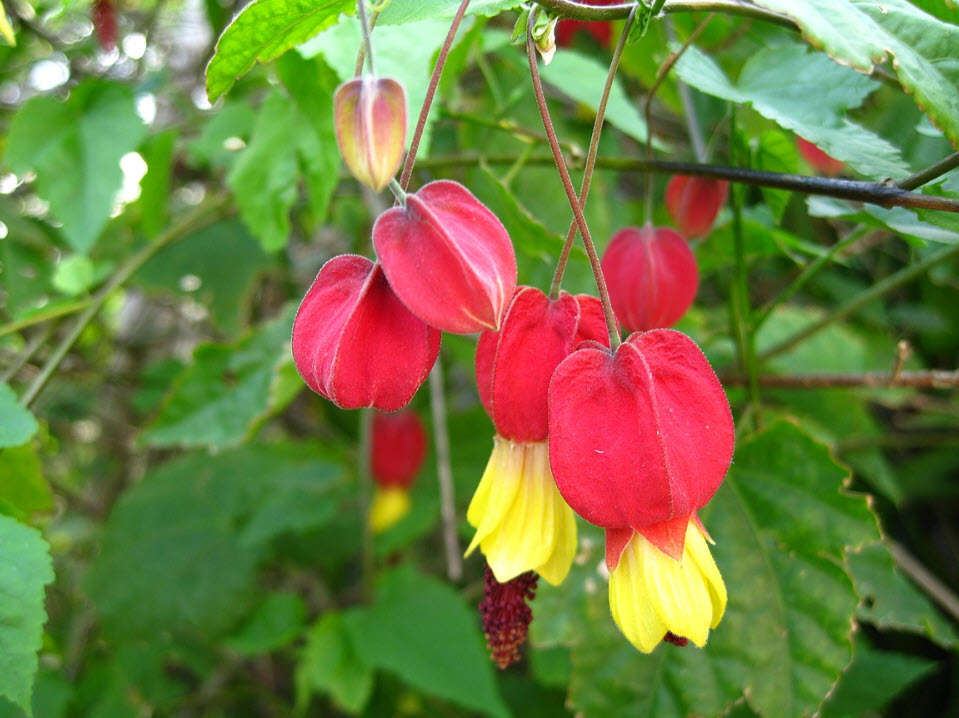 Fuchsias Lantern Flower Seeds – Heirloom, Non-GMO, High Germination Seeds