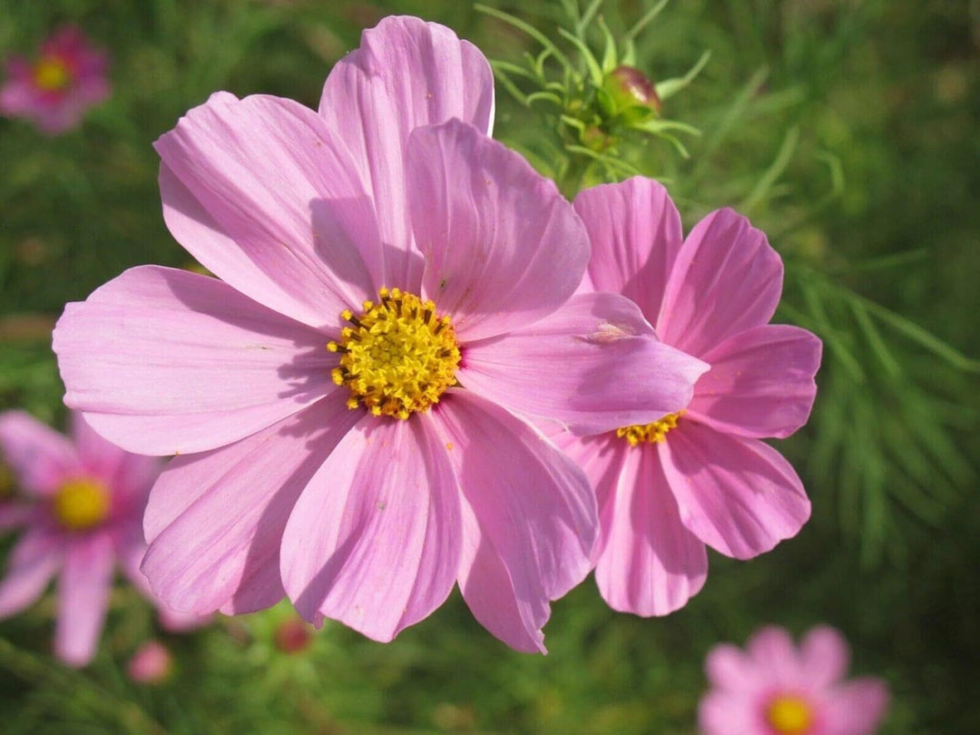 Semillas de Cosmos Rosa Pálido – Herencia, No OGM, Alta Germinación