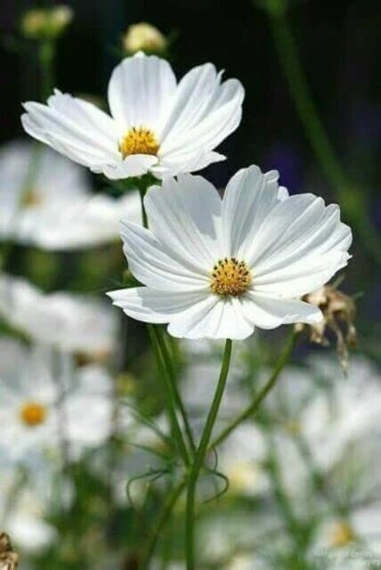White Cosmos Flower Seeds – Heirloom Non-GMO High Germination Seeds