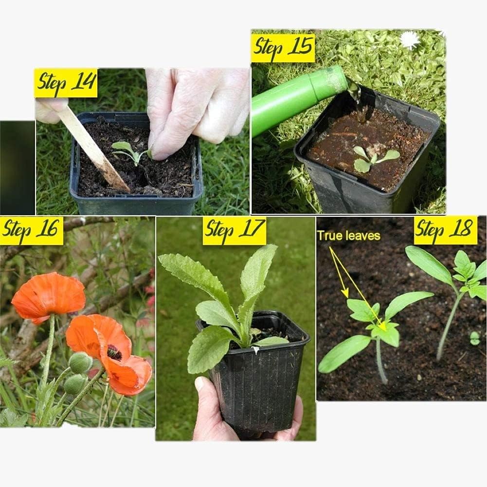 Perennial Chrysanthemum Flower Seeds Mixed – Heirloom Non-GMO High Germination Organic Garden Seeds for Planting