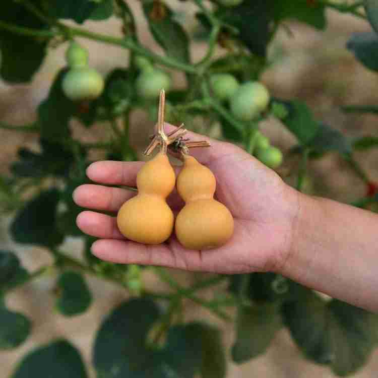 lagenaria siceraria flower seeds