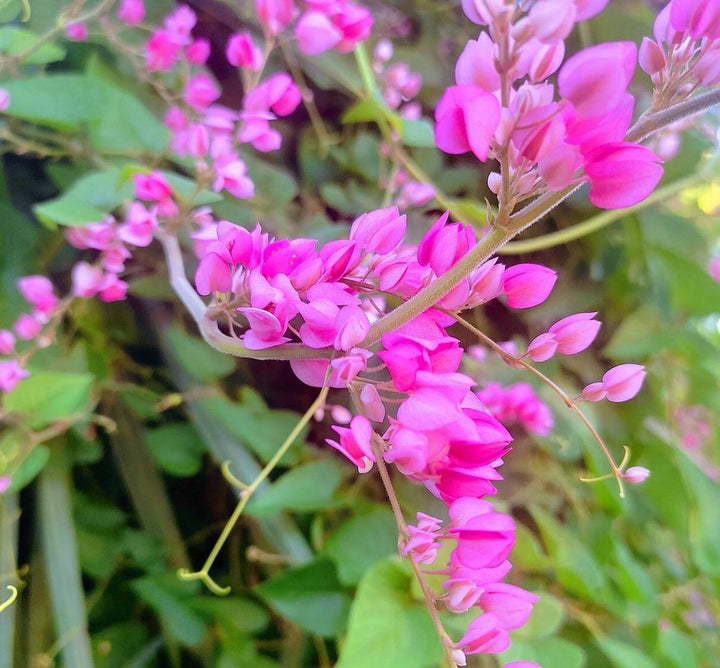 Antigonon Flower Seeds Pink for Planting – Heirloom Non-GMO High Germination Organic Seeds