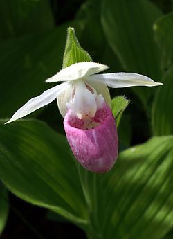 White Pink Cypripedium Flower Seeds – Heirloom Non-GMO High Germination Seeds
