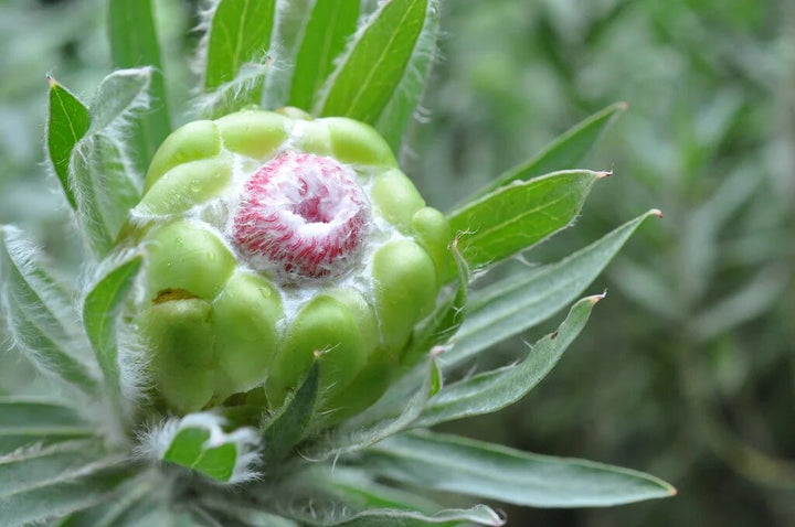 Green Protea Flower Seeds for Planting – Heirloom Non-GMO High Germination Organic Garden Seeds
