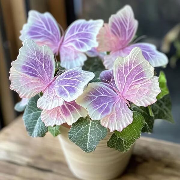 Pink Moonlight Butterfly Begonia Flower Seeds – Heirloom, Non-GMO Seeds