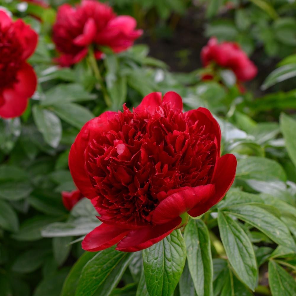 Red Climbing Peony Flower Seeds – Heirloom, Non-GMO, High Germination Seeds