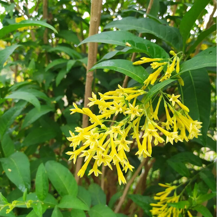 Blooming Jasmine Flower Seeds Yellow – Heirloom Non-GMO High Germination Organic Seeds