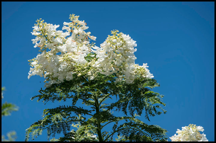 Jacaranda Flower Seeds White – Heirloom, Non-GMO, High Germination Seeds