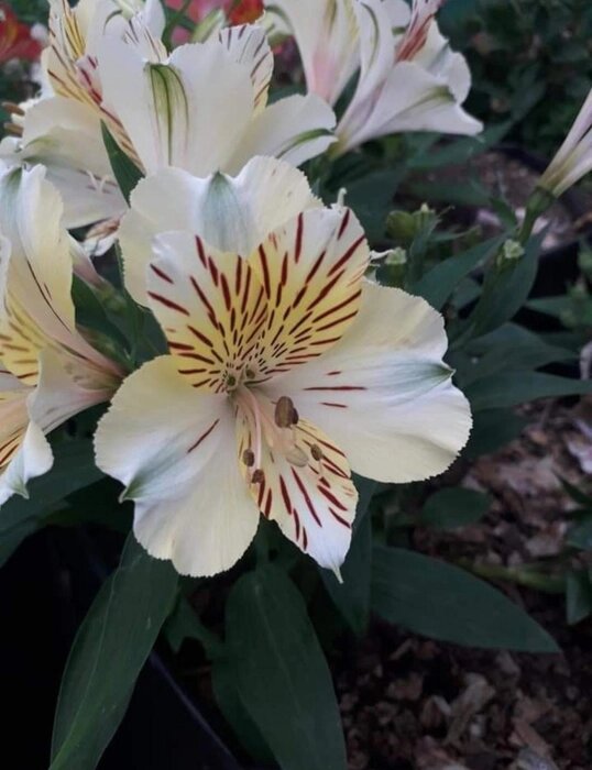 Giant Alstroemeria Flower Seeds White – Heirloom, Non-GMO, High Germination Seeds