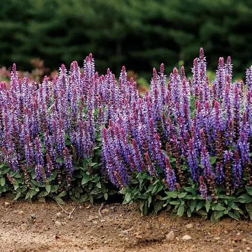 blue sky flower seeds