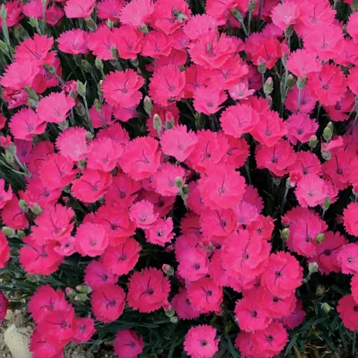 paint the flower seeds