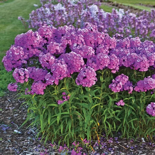 pink fashionably flower seeds