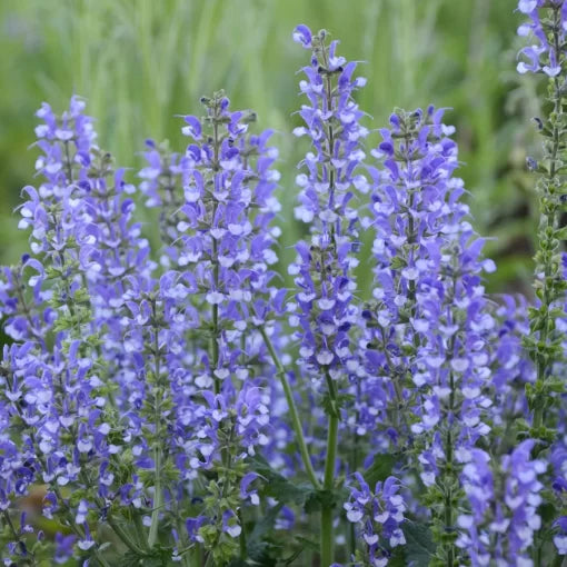 blue white flower seeds
