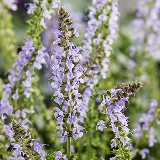 blue blue flower seeds