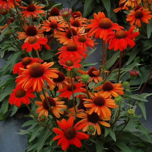 orange intense flower seeds