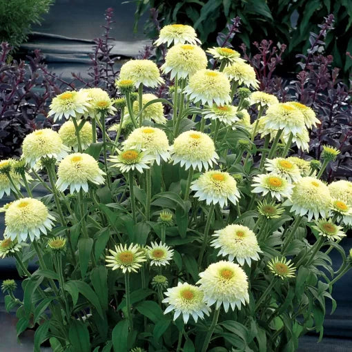 cream vanilla flower seeds