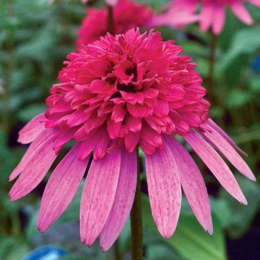 pink flamingo flower seeds