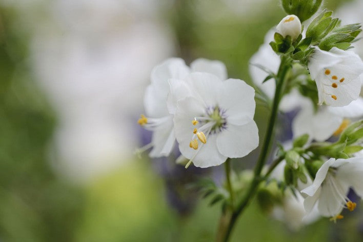 White Polemonium Flower Seeds – Heirloom Non-GMO High Germination Organic Garden Seeds