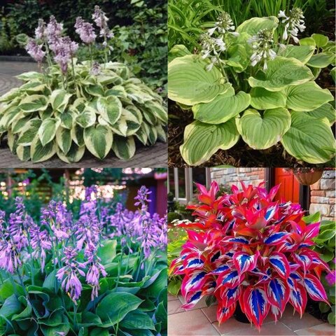 Mixed Hosta Flower Seeds – Heirloom, Non-GMO, High Germination Seeds