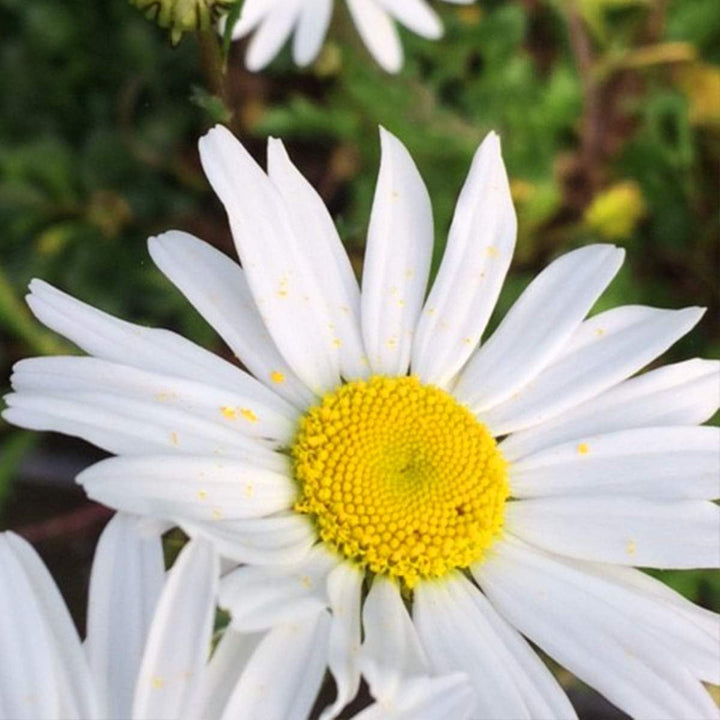 Giant Chrysanthemum Flower Seeds Mixed — Heirloom Non-GMO High Germination Seeds