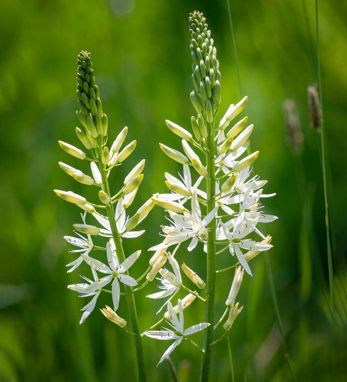 White Camassia Flower Seeds – Heirloom, Non-GMO Seeds, High Germination Organic Garden Seeds for Planting
